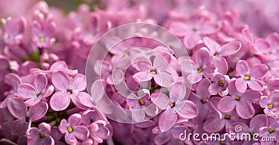 Lilac flowers romantic background. Stock Photo