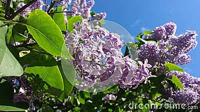 Lilac Stock Photo