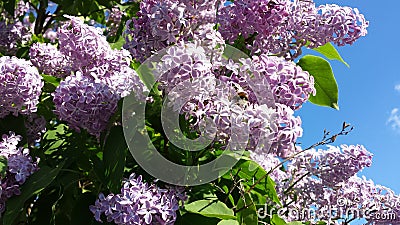 Lilac Stock Photo