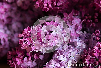 Lilac flowers - syringa vulgaris, beautiful violet - pink blossoms flower plant. Purple Eurasian shrub of the olive family Stock Photo