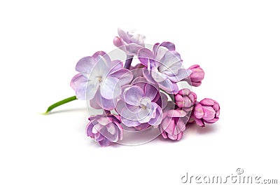 Lilac flowers . White background Stock Photo