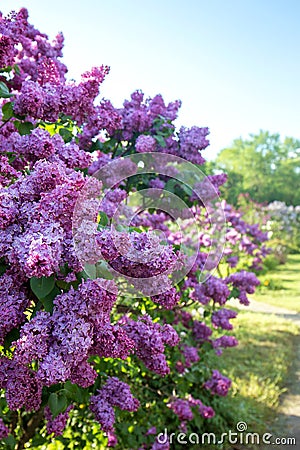 Lilac garden with lilac Stock Photo