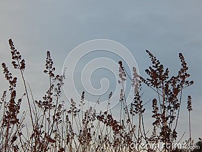 Lilac grass silhouettes in the wind against the sky Stock Photo