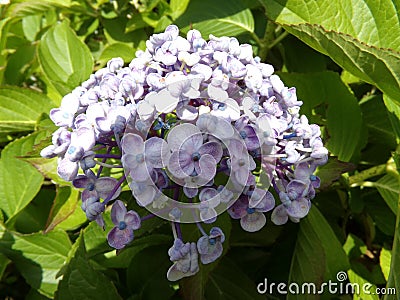 Lilac Hydrangea Stock Photo