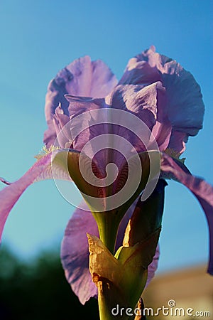 Lilac iris flower. Stock Photo
