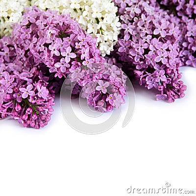 Lilac isolation Stock Photo