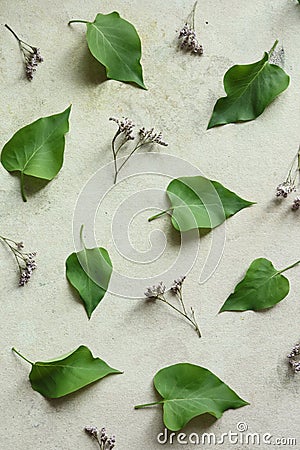 Lilac leaves and statice flowers on old paper background. Stock Photo