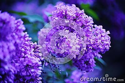 Lilac Life Stock Photo