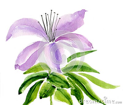 Lilac lily Cartoon Illustration