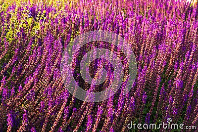 Lilac Lupine Field Russia Sping in Moscow Stock Photo