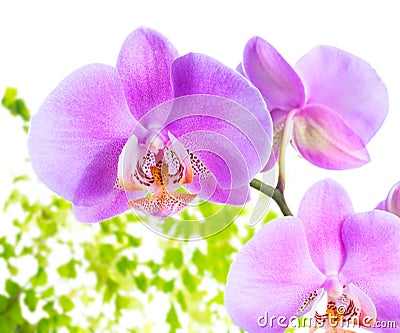 lilac orchid with leaves fern, isolated on white bac Stock Photo