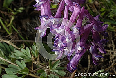 A group of orchids in a corner. Stock Photo