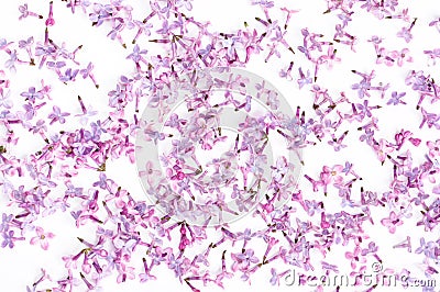 Lilac petal Stock Photo