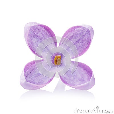 Lilac petal Isolated on a white background Stock Photo