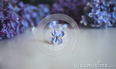 Lilac petal lies on a white background Stock Photo