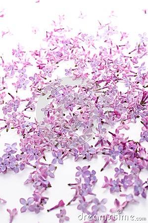 Lilac petal on white background Stock Photo