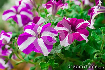 Lilac Petunia background Stock Photo