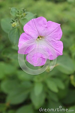 Lilac petunia flower Stock Photo