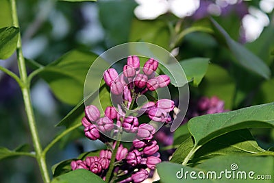 Lilac Stock Photo