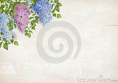 Lilac on plaster wall background Vector Illustration