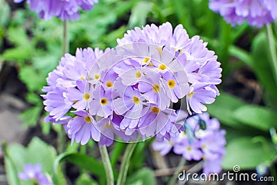 Lilac primrose Primula denticulata Stock Photo