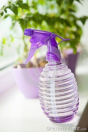 Lilac pulverizer Stock Photo