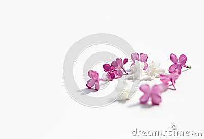 Lilac purple flowers itenderness solated white background women` Stock Photo