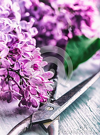 Lilac. Purple Lilac. Bouquet of purple lilacs. Bouquet of purple lilac and antique scissors. Toned Photo Stock Photo