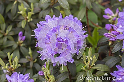 Lilac purple rhododendron large round ball flower inflorescence. Blooming rhododendron beautiful petals buds leaves Stock Photo