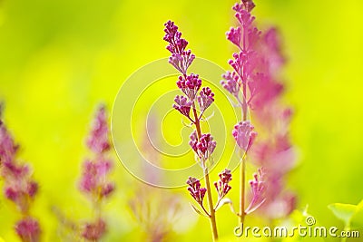 Lilac (Purple Syringa) start to bloom Stock Photo