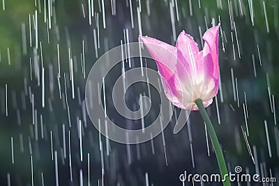 Lilac-purple tulip on the background of tracks of rain drops Stock Photo