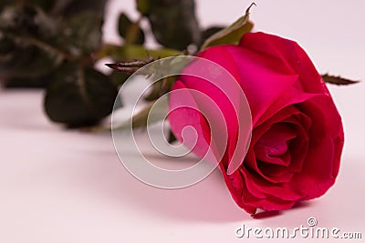 lilac rose front view lies on a white surface Stock Photo