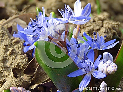 Lilac Scilla bithynica spring flowers. Strikingly-dense, pyramidal racemes of starry mid-blue to lilac flowers.Closeup top view. Stock Photo