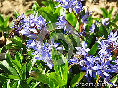 Lilac Scilla bithynica spring flowers. Strikingly-dense, pyramidal racemes of starry mid-blue to lilac flowers. Stock Photo