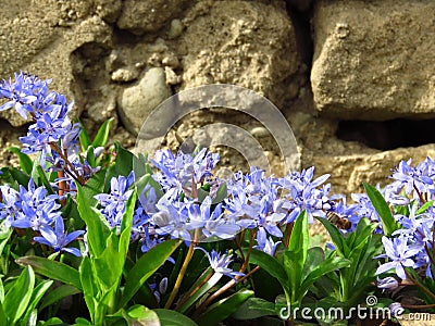 Lilac Scilla bithynica spring flowers. Strikingly-dense, pyramidal racemes of starry mid-blue to lilac flowers. Stock Photo