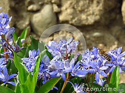 Lilac Scilla bithynica spring flowers. Strikingly-dense, pyramidal racemes of starry mid-blue to lilac flowers. Stock Photo