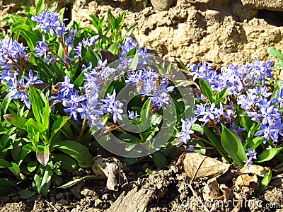 Lilac Scilla bithynica spring flowers. Strikingly-dense, pyramidal racemes of starry mid-blue to lilac flowers. Stock Photo