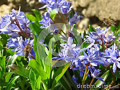 Lilac Scilla bithynica spring flowers. Strikingly-dense, pyramidal racemes of starry mid-blue to lilac flowers. Stock Photo