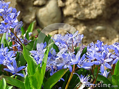 Lilac Scilla bithynica spring flowers. Strikingly-dense, pyramidal racemes of starry mid-blue to lilac flowers. Stock Photo