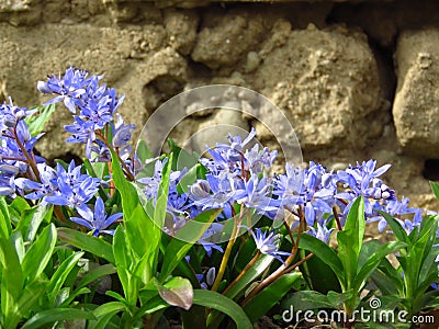 Lilac Scilla bithynica spring flowers. Strikingly-dense, pyramidal racemes of starry mid-blue to lilac flowers. Stock Photo