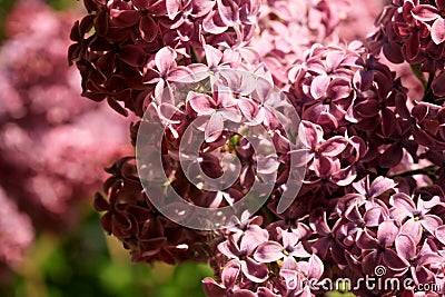 Lilac shrub in full bloom. Stock Photo