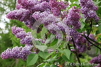 Lilac shrub in full bloom. Stock Photo