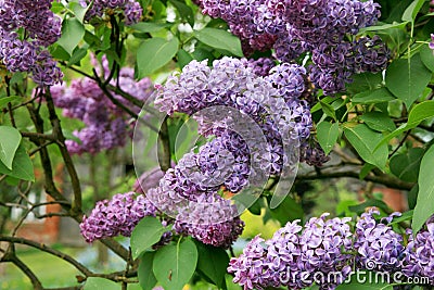 Lilac shrub in full bloom. Stock Photo