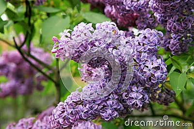 Lilac shrub in full bloom. Stock Photo