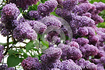 Lilac shrub in full bloom. Stock Photo