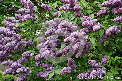 Lilac shrub in full bloom. Stock Photo