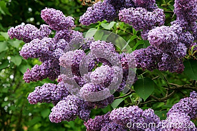 Lilac shrub in full bloom. Stock Photo