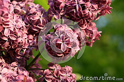 Lilac shrub in full bloom. Stock Photo