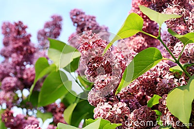 Lilac shrub in full bloom. Stock Photo