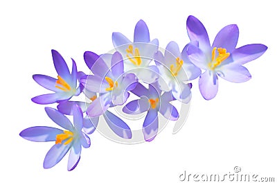 Lilac spring crocus flowers isolated Stock Photo